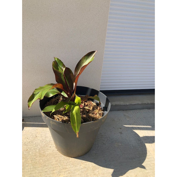 Bananier d'Abyssinie - Ensete ventricosum 