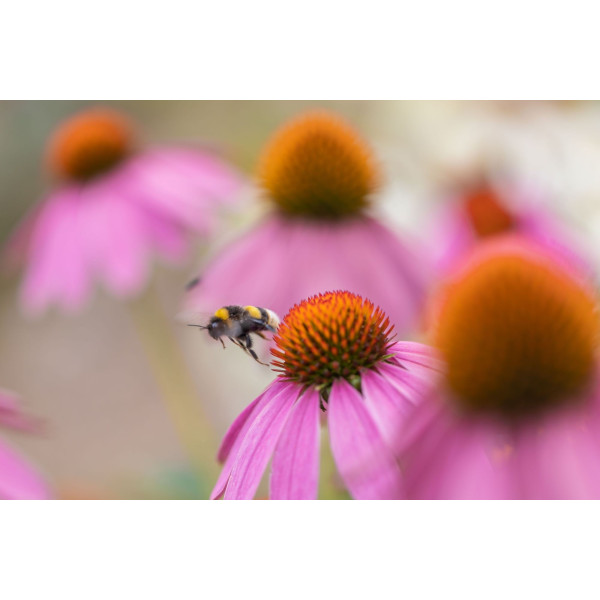 Echinacea purpurea - Rudbeckia Pourpre 