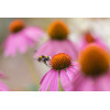 Echinacea purpurea - Rudbeckia Pourpre 