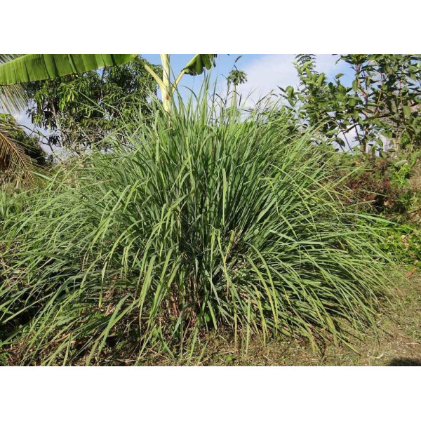 Citronnelle du Gabon - Cymbopogon citratus 