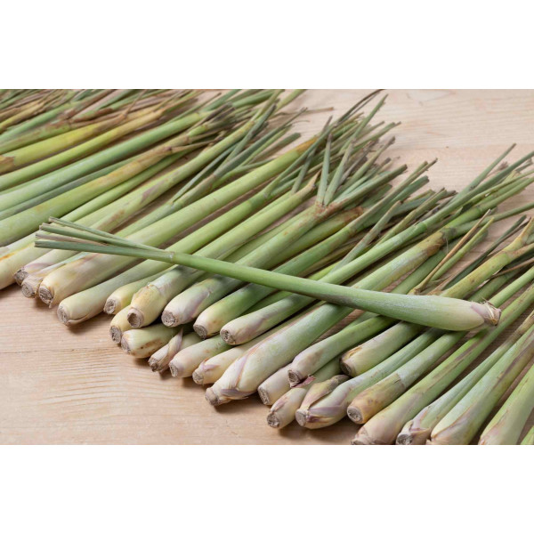 Citronnelle du Gabon - Cymbopogon citratus 