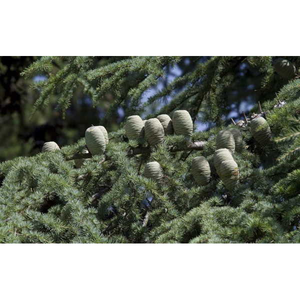 Cèdre du Liban - Cedrus Libani 