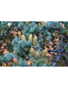 Cèdre de l'Atlas - Cedrus atlantica  2