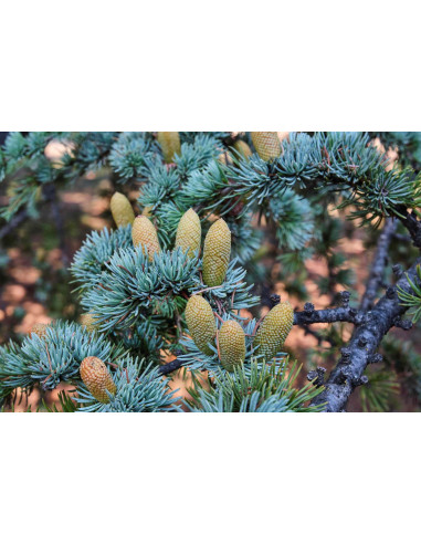 Cèdre de l'Atlas - Cedrus atlantica 