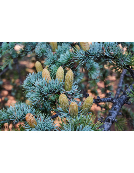 Cèdre de l'Atlas - Cedrus atlantica 