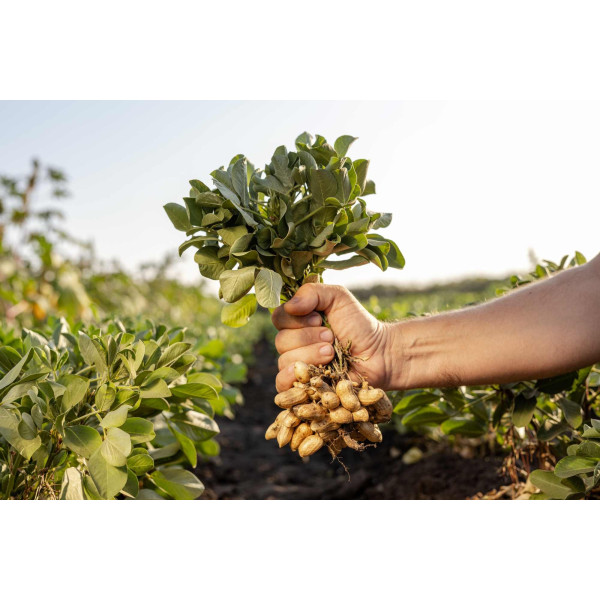 Cacahuète - Arachis hypogeae 
