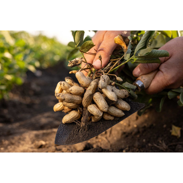 Cacahuète - Arachis hypogeae 