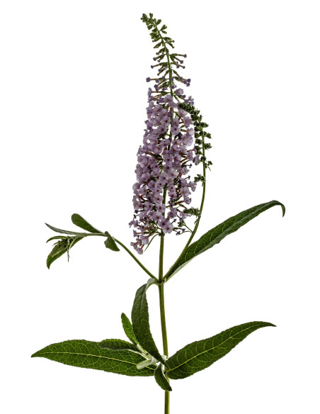 Arbre aux papillons - Buddleja 
