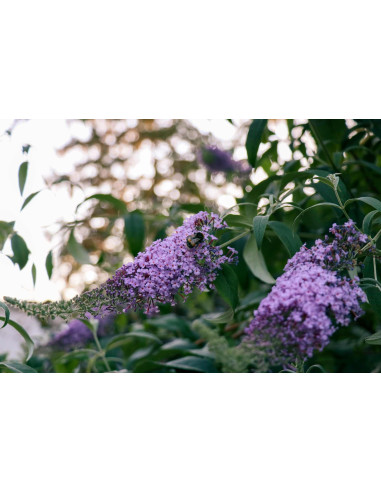 Arbre aux papillons - Buddleja 