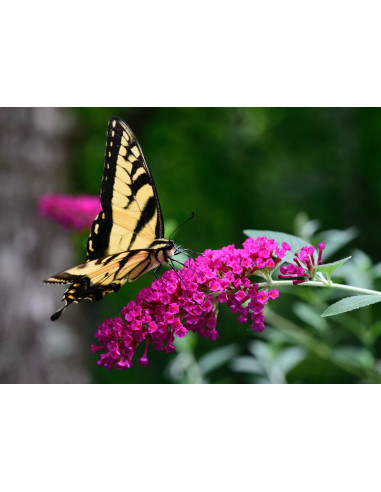 Arbre aux papillons - Buddleja 