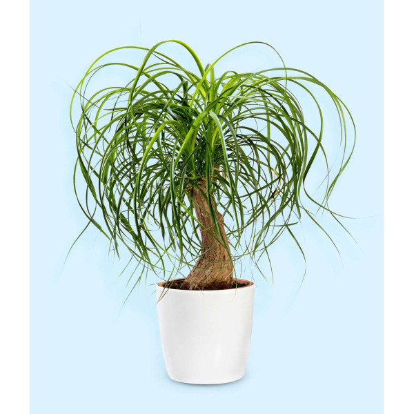 Beaucarnea recurvata 