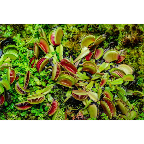 Attrape mouche - Dionaea muscipula 