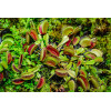 Attrape mouche - Dionaea muscipula 