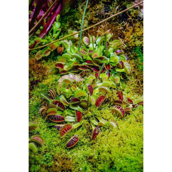 Attrape mouche - Dionaea muscipula 