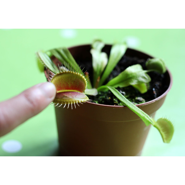 Attrape mouche - Dionaea muscipula 