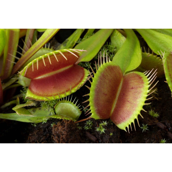 Attrape mouche - Dionaea muscipula 