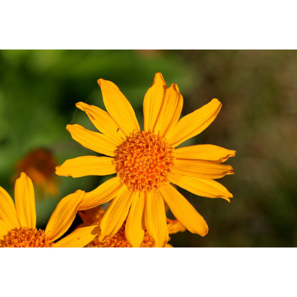Arnica montana 