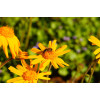 Arnica montana 