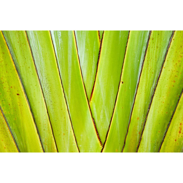 Arbre du voyageur - Ravenala madagascarensis 