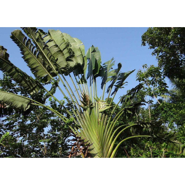 Arbre du voyageur - Ravenala madagascarensis 