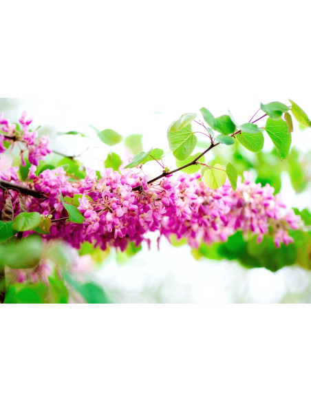 Arbre de Judée - Cercis siliquastrum 