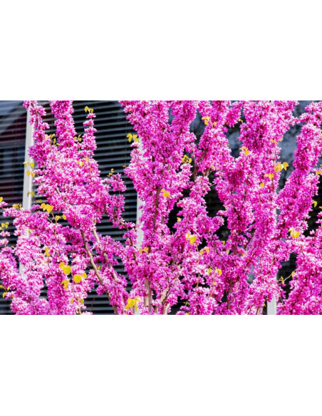 Arbre de Judée - Cercis siliquastrum 