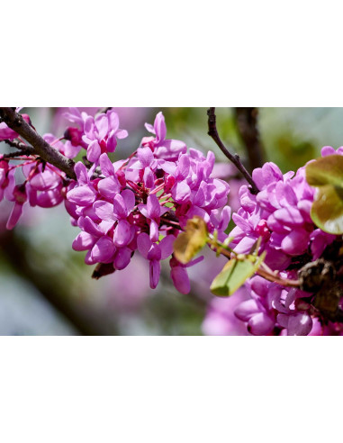 Arbre de Judée - Cercis siliquastrum 