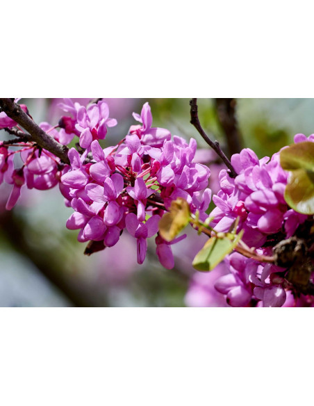 Arbre de Judée - Cercis siliquastrum 