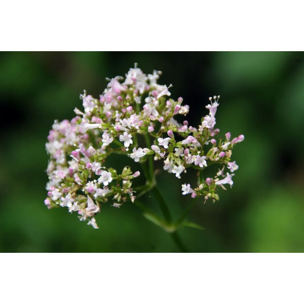 Valeriane Officinale 