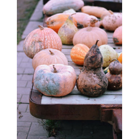 Potiron Australian Butter  2