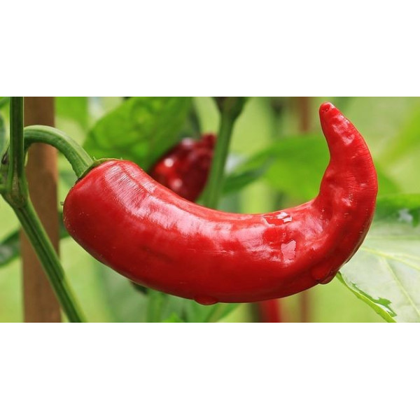 Piment poivron doux corno di Toro Rosso 