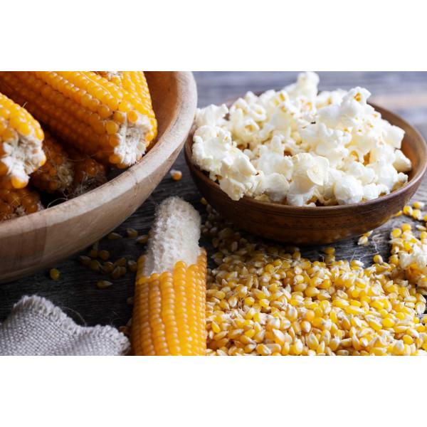 Maïs à éclater pour Pop Corn 