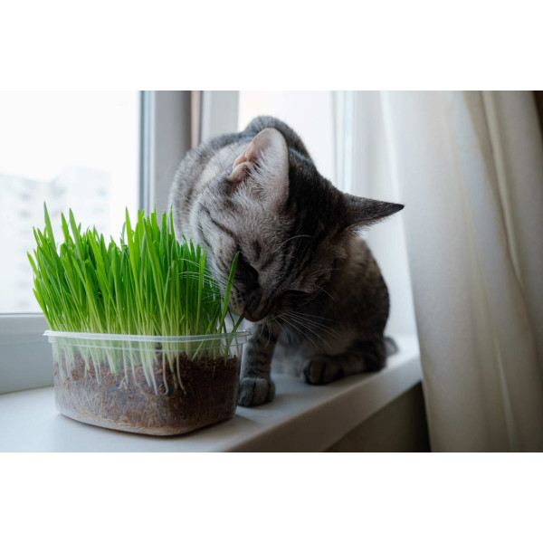 Herbe à chat 