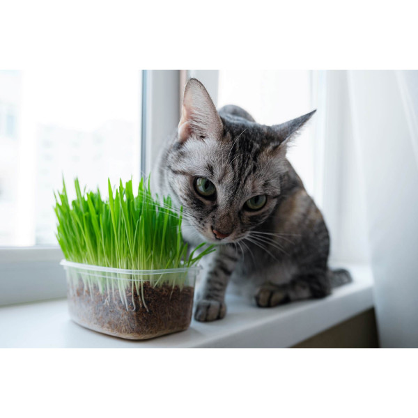 Herbe à chat 