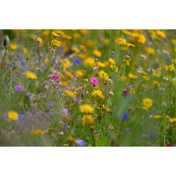 Fleurs d'été pour Gazon Japonais 
