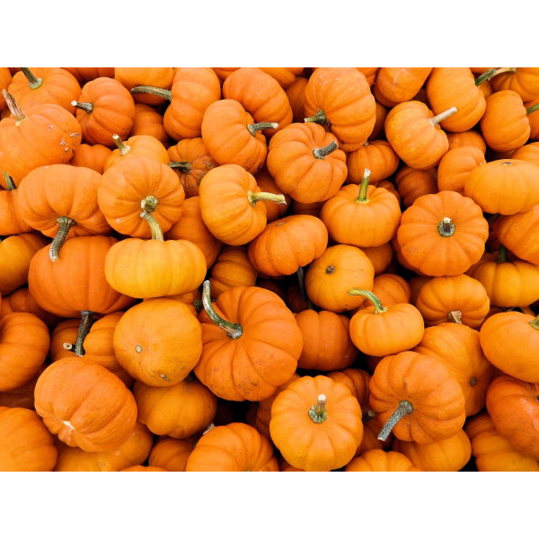 Courge ornement Jack Be Little 