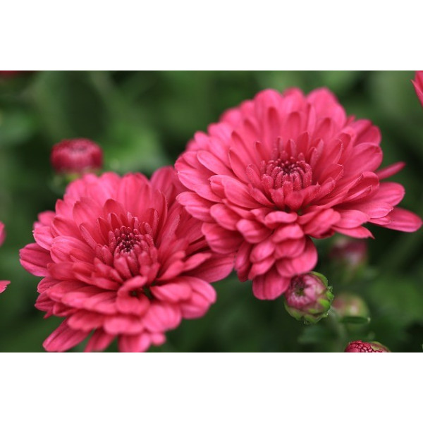 Chrysanthème des Jardins mix 