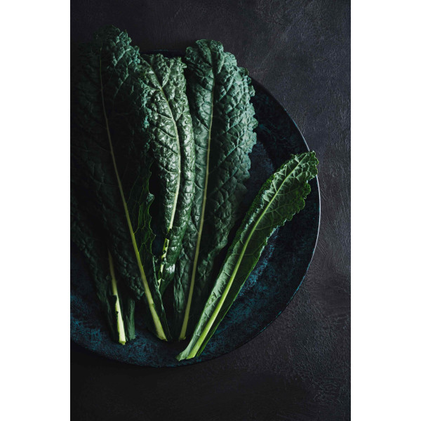 Chou Palmier Noir de Toscanee 