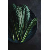 Chou Palmier Noir de Toscanee 
