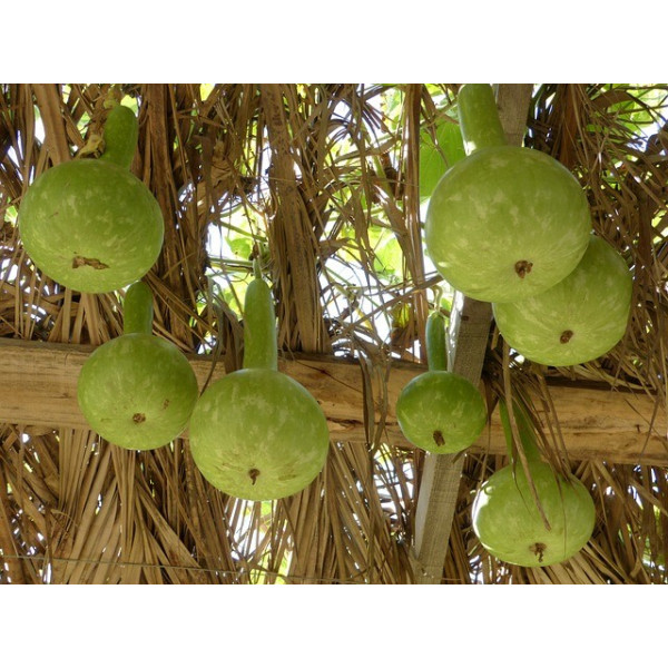 Calebasse ou Gourde Pélerine 