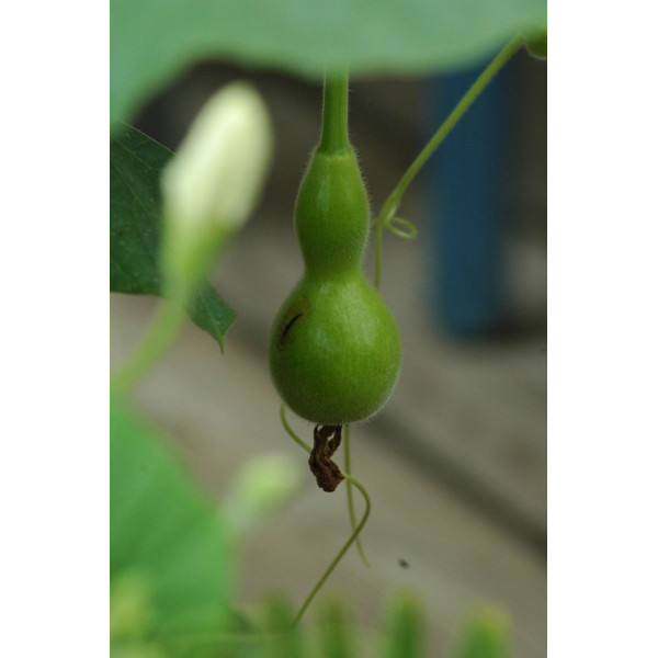 Calebasse ou Gourde Pélerine 