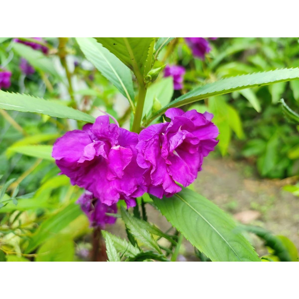 Balsamine double à fleur de Camélia Mix 