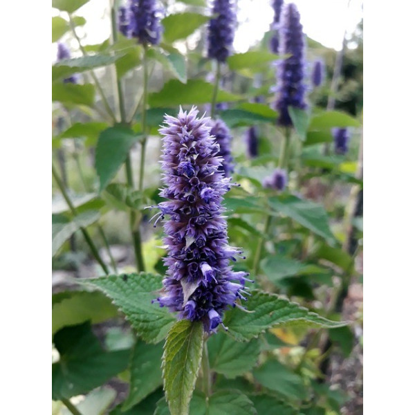 Agastache anisée 