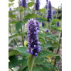 Agastache anisée 