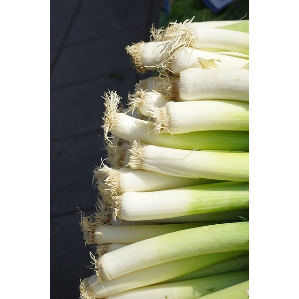 Poireau Electra 1/2 précoce 