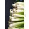 Poireau Electra 1/2 précoce 