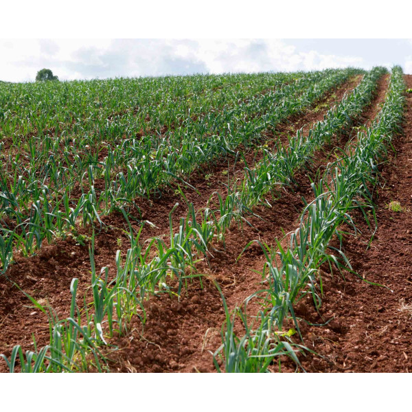 Poireau Electra 1/2 précoce 