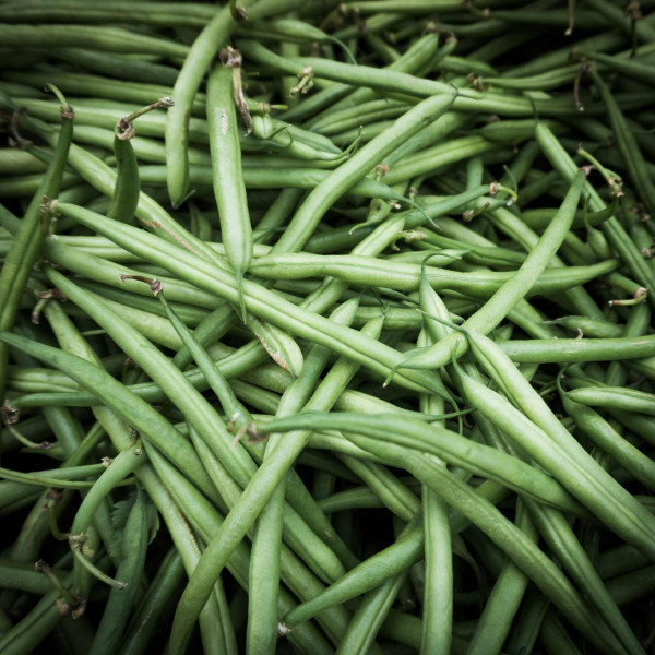 Haricot nain à Filet mangetout Delinel 
