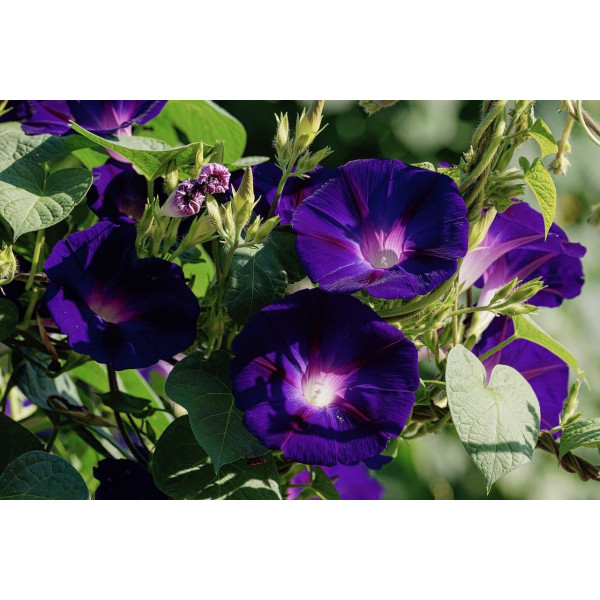 Fleurs grimpantes en mélange 