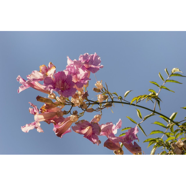 Fleurs grimpantes en mélange 